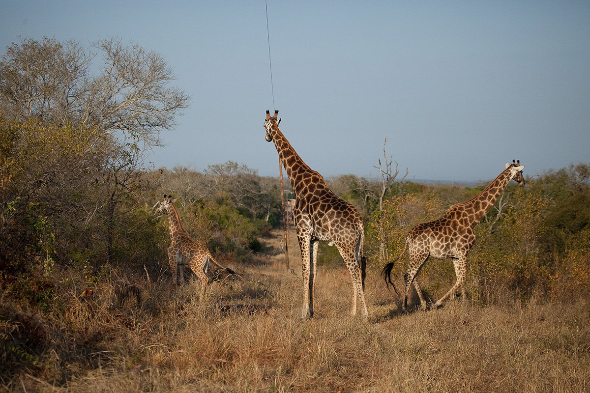 Chitwa Chitwa Safari Lodge 10