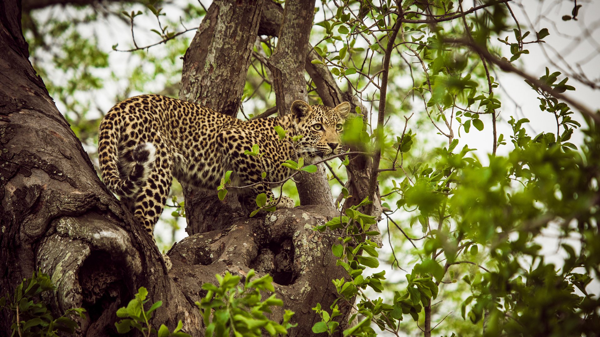 Chitwa Chitwa Safari Lodge 5