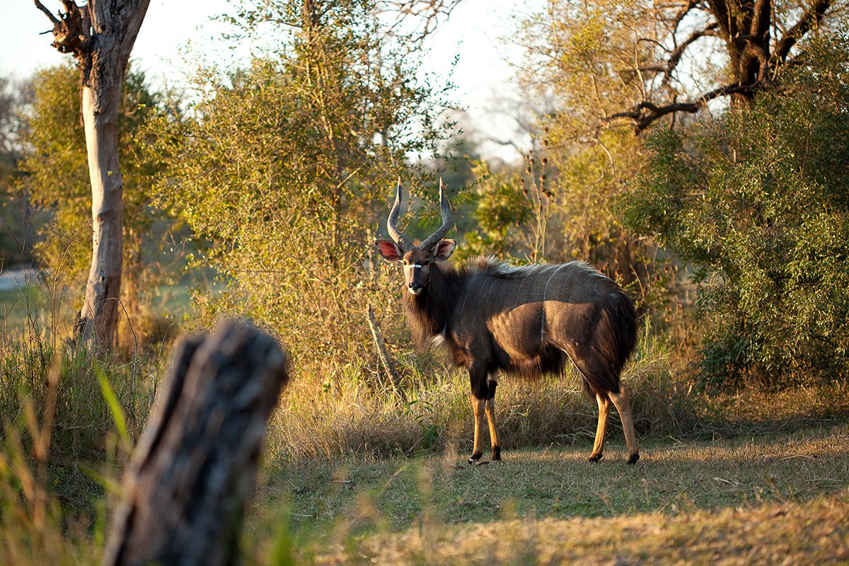 Chitwa Chitwa Safari Lodge 9