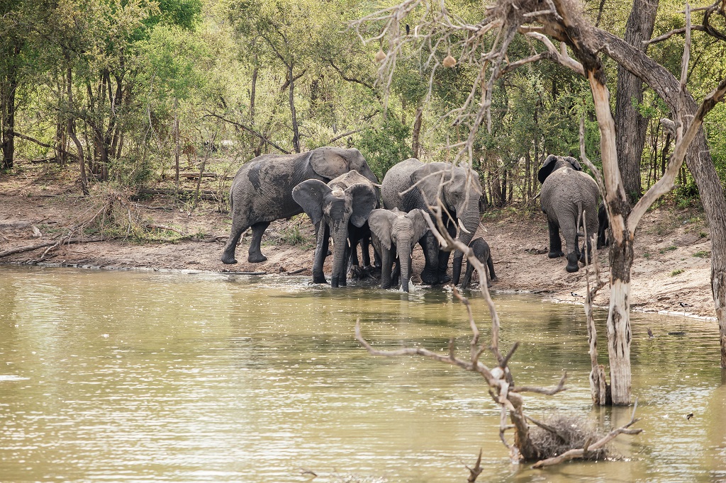 cheetah plains safari lodge sabi sands lodges 11