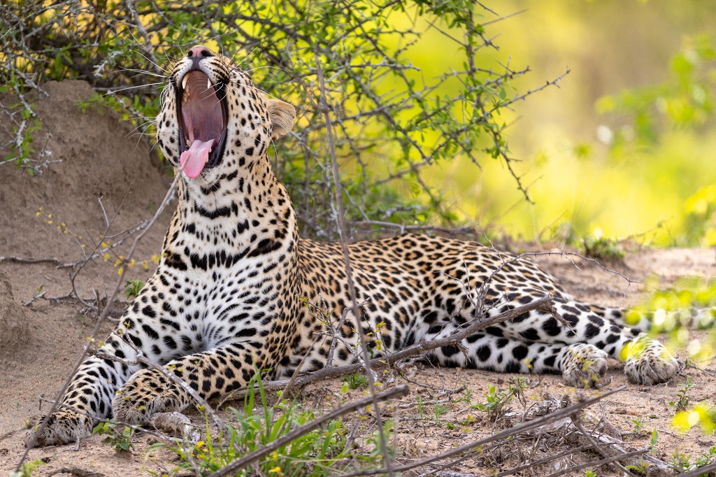 cheetah plains safari lodge sabi sands lodges 24