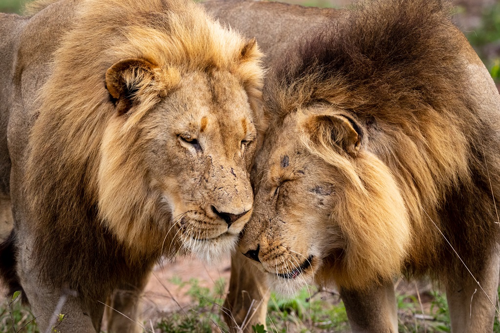 cheetah plains safari lodge sabi sands lodges 26
