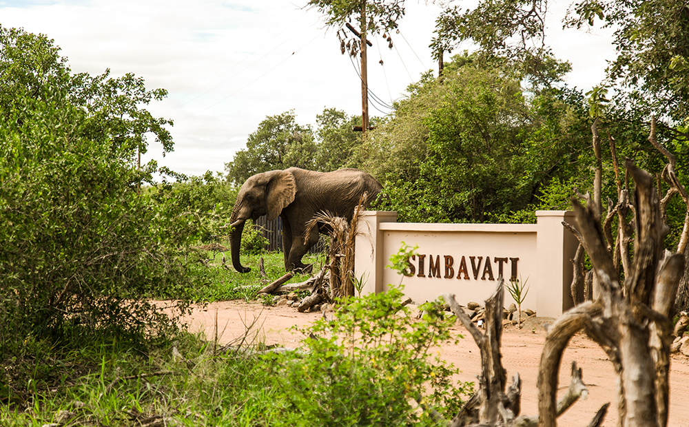 Simbavati RiverLodge images 16