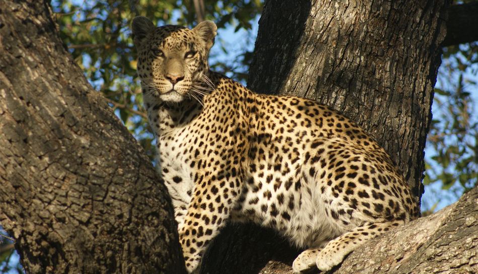 Kirkmans Wildlife 1