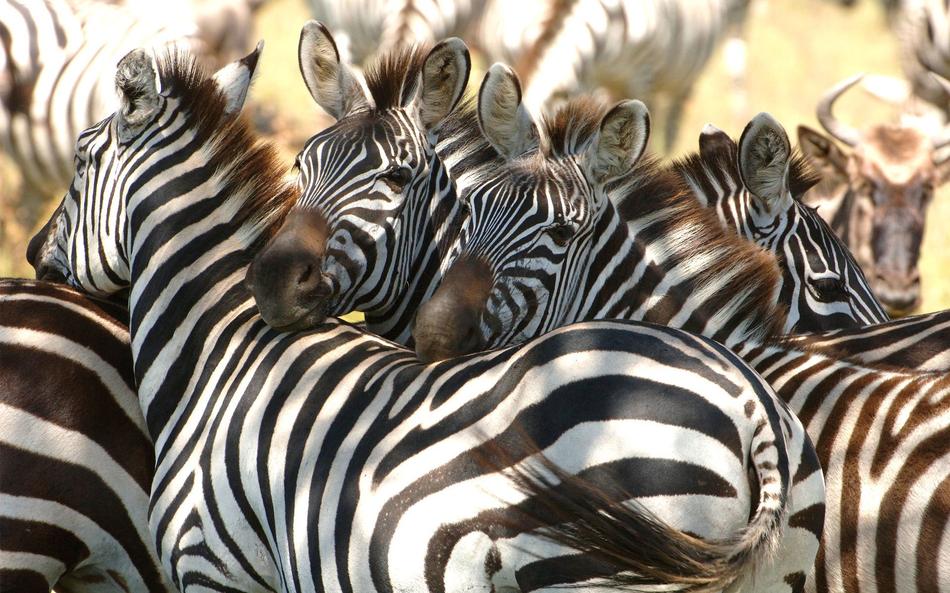Kirkmans Wildlife 2