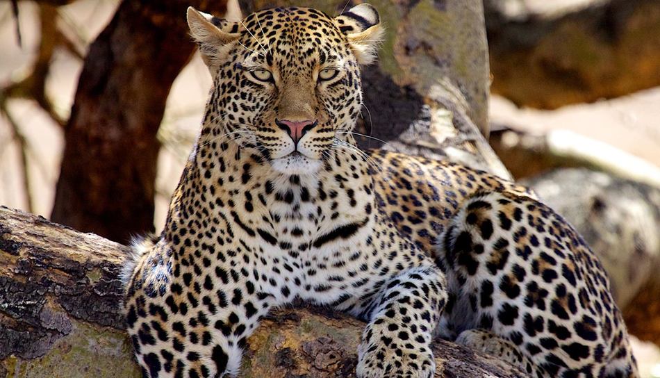Kirkmans Wildlife 3