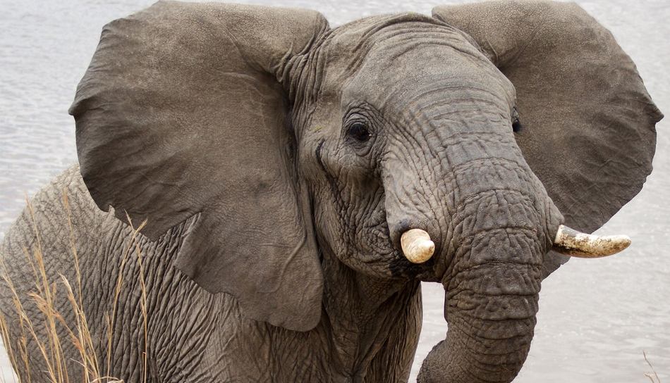 Kirkmans Wildlife 4