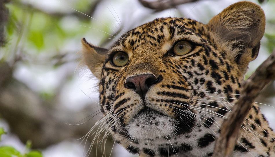 Kirkmans Wildlife 5