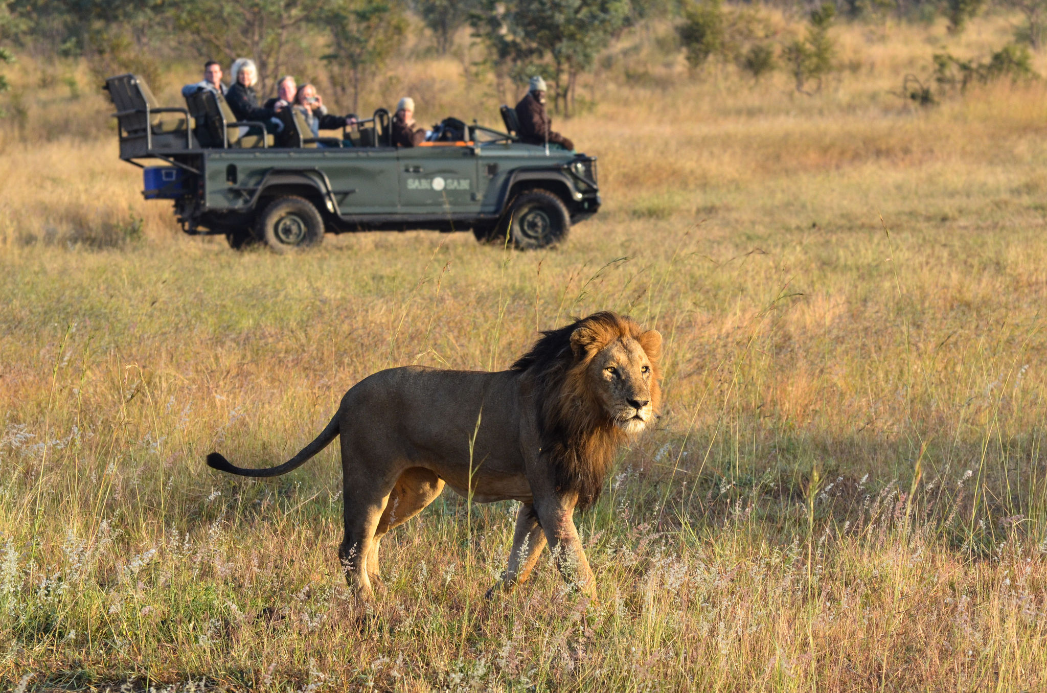 Sabi Sabi Little Bush 14