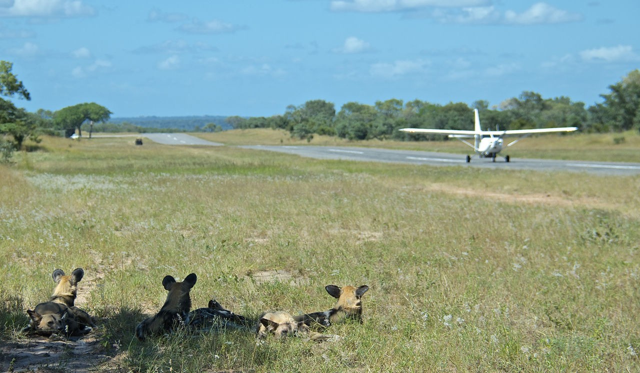 Sabi Sabi Little Bush 3