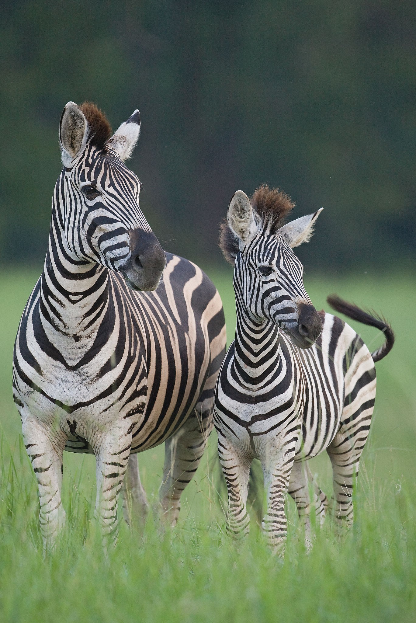 Sabi Sabi Little Bush 35