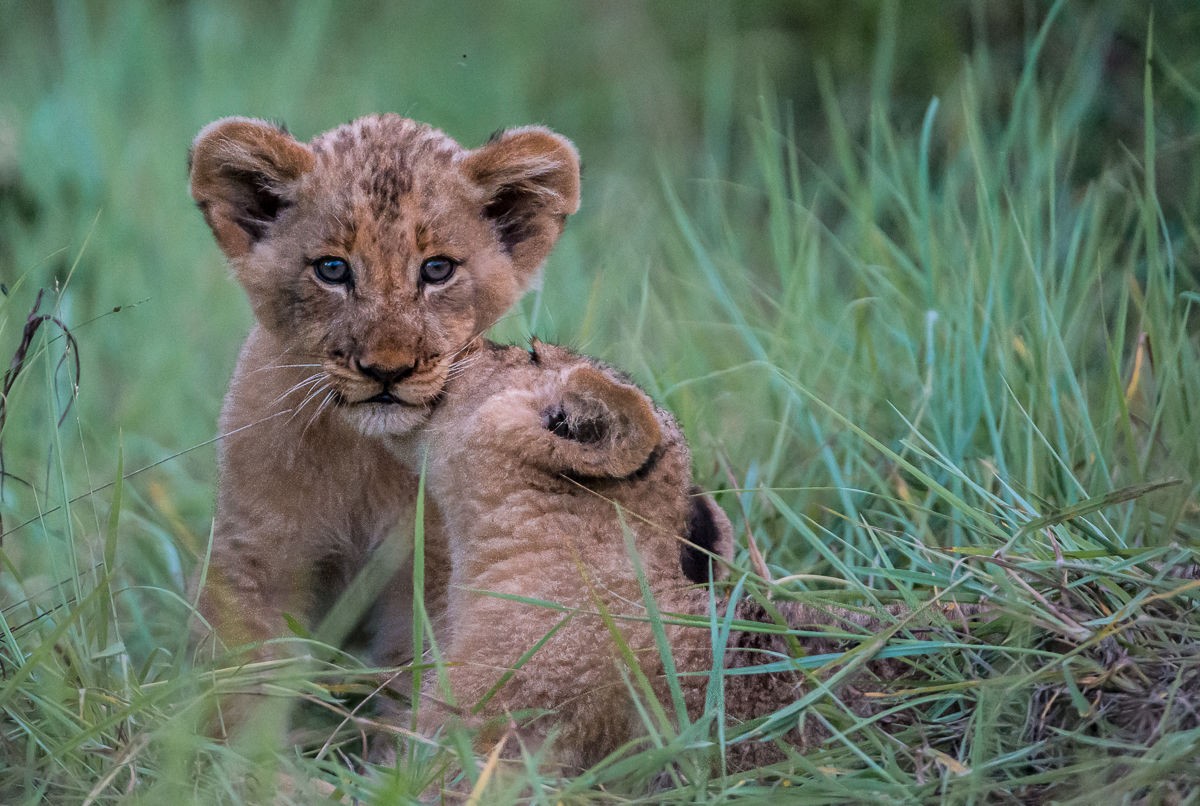 Sabi Sabi Little Bush 4