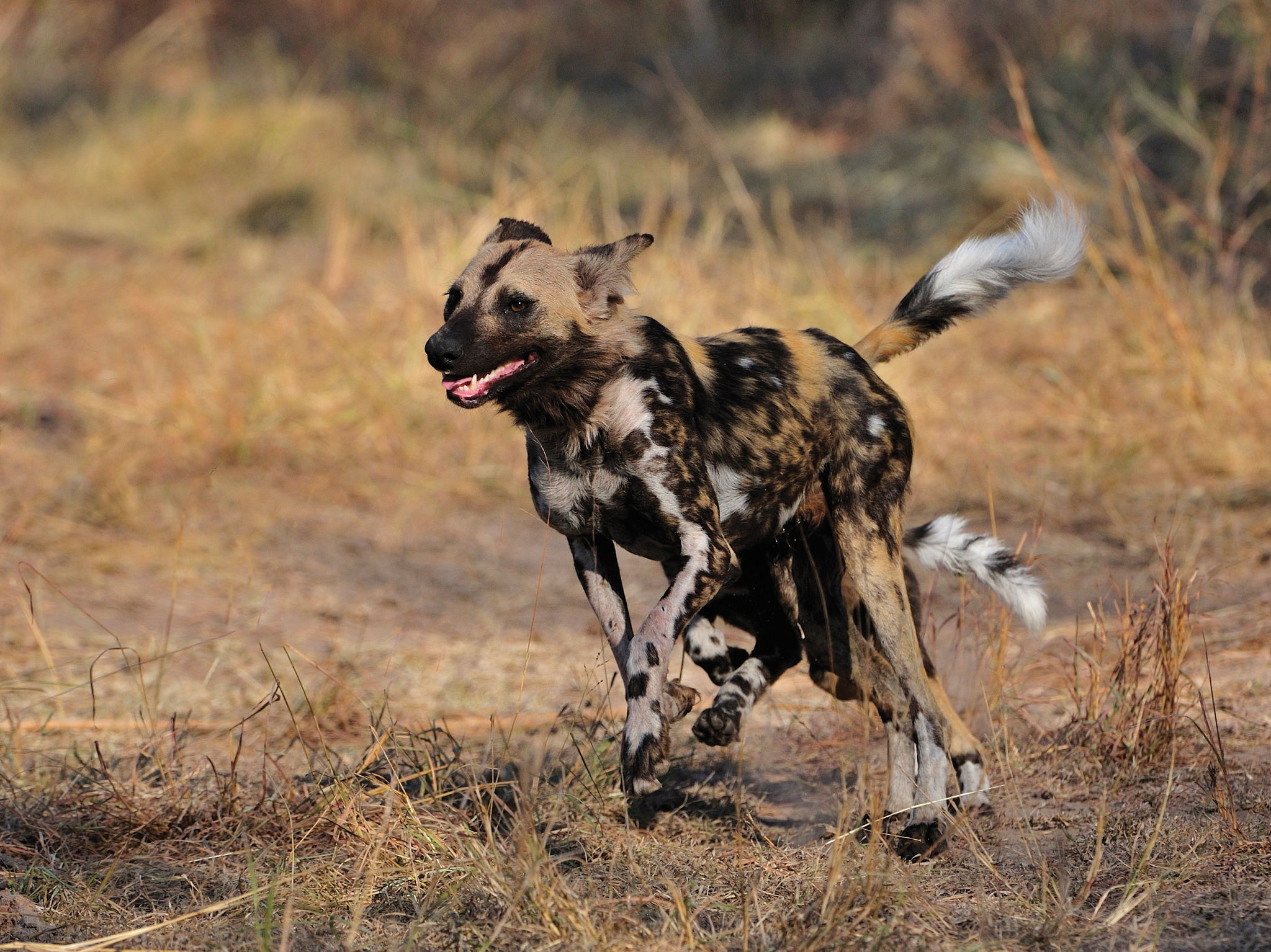 Sabi Sabi Little Bush 41