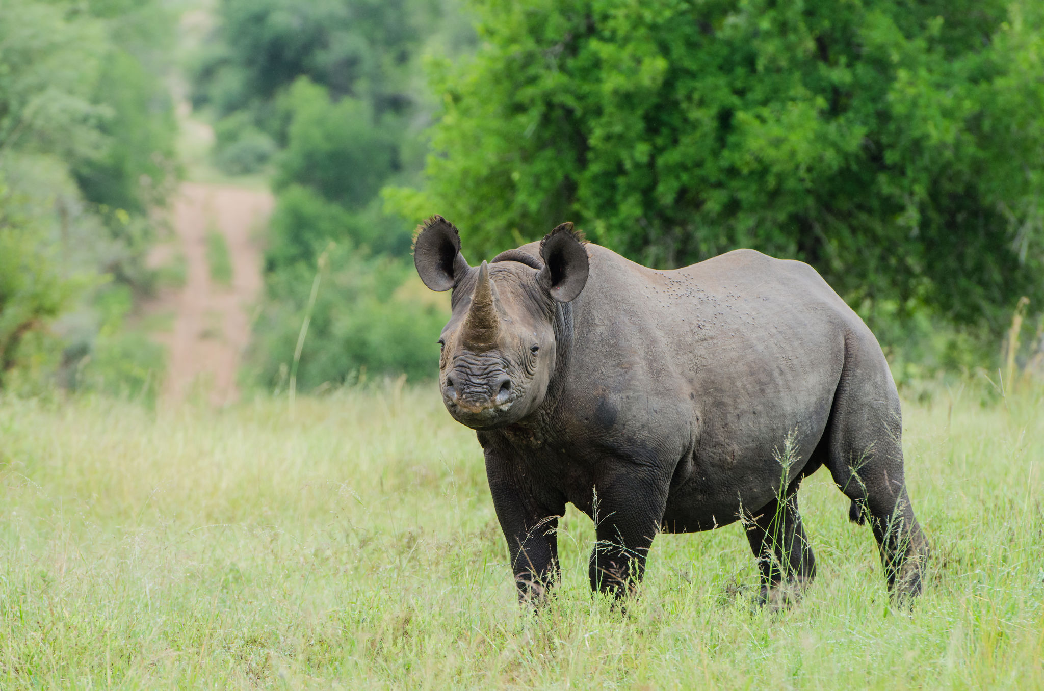 Sabi Sabi Little Bush 44