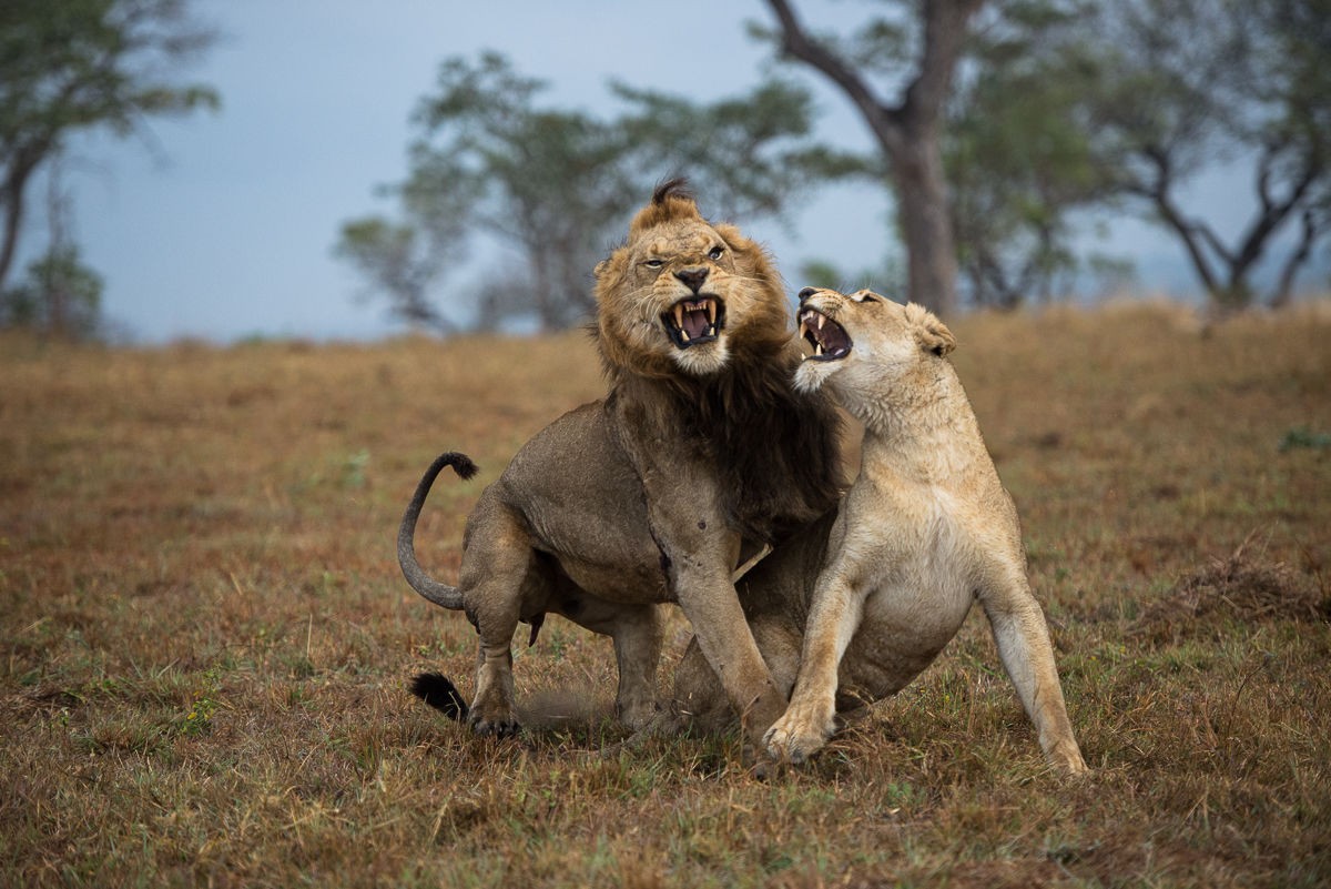Sabi Sabi Little Bush 6