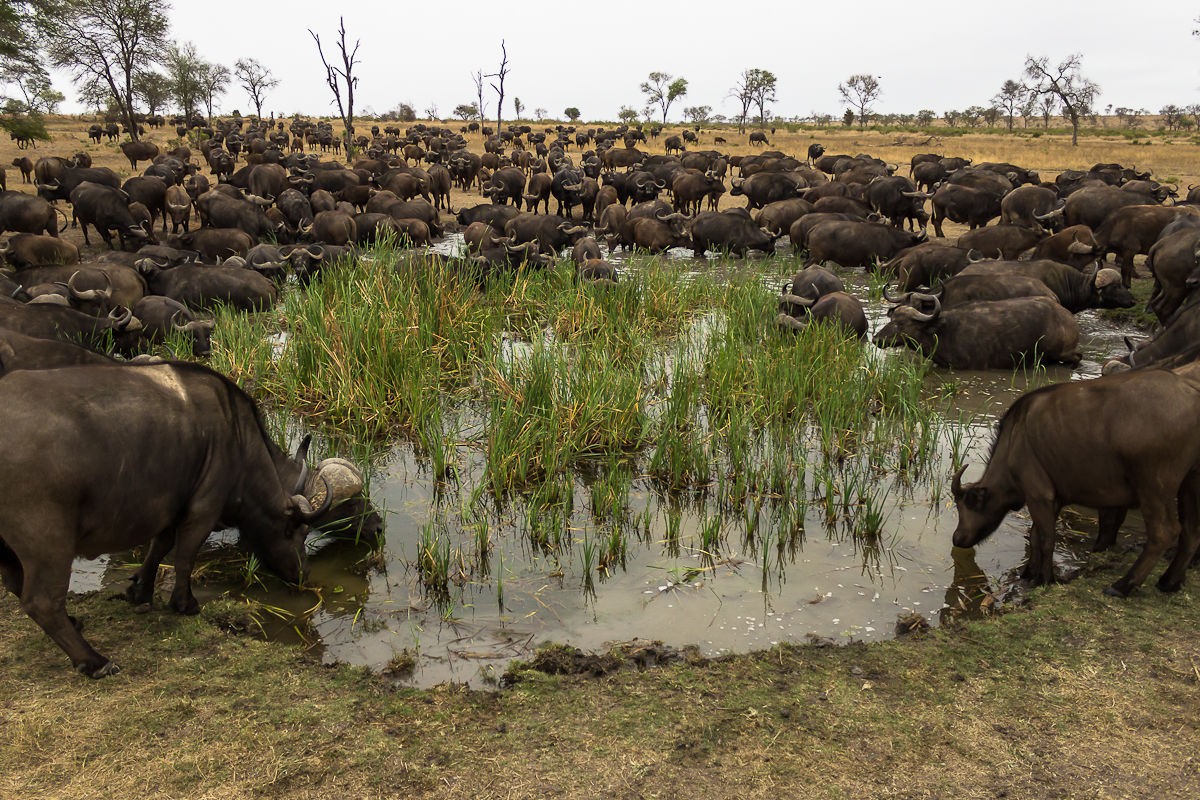 Sabi Sabi Selati Lodge 19