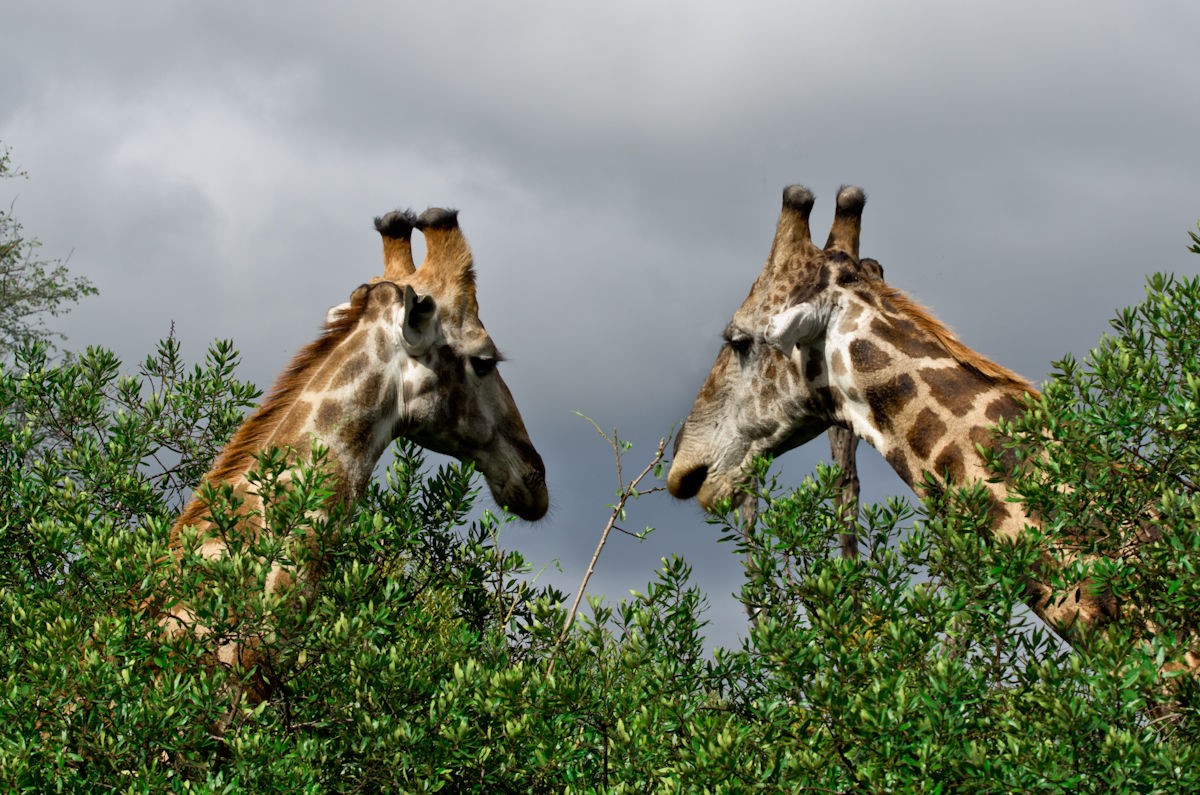 Sabi Sabi Selati Lodge 23