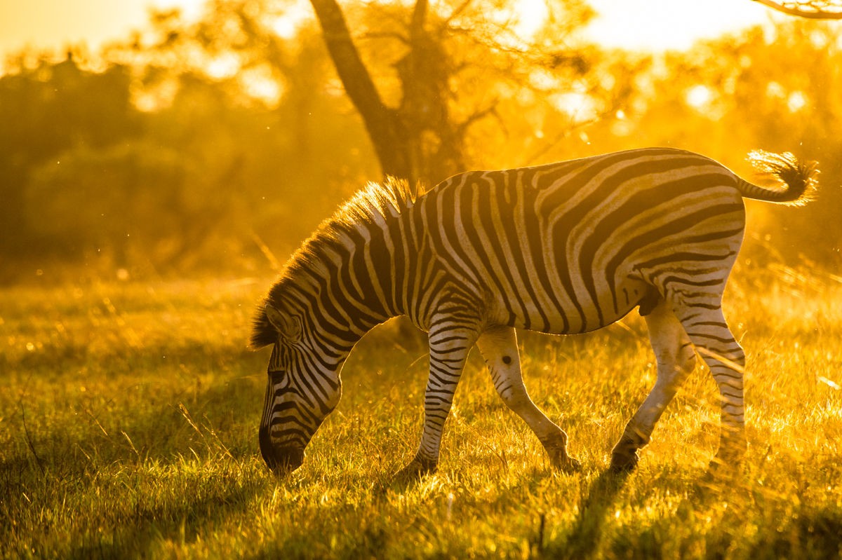 Sabi Sabi Selati Lodge 25