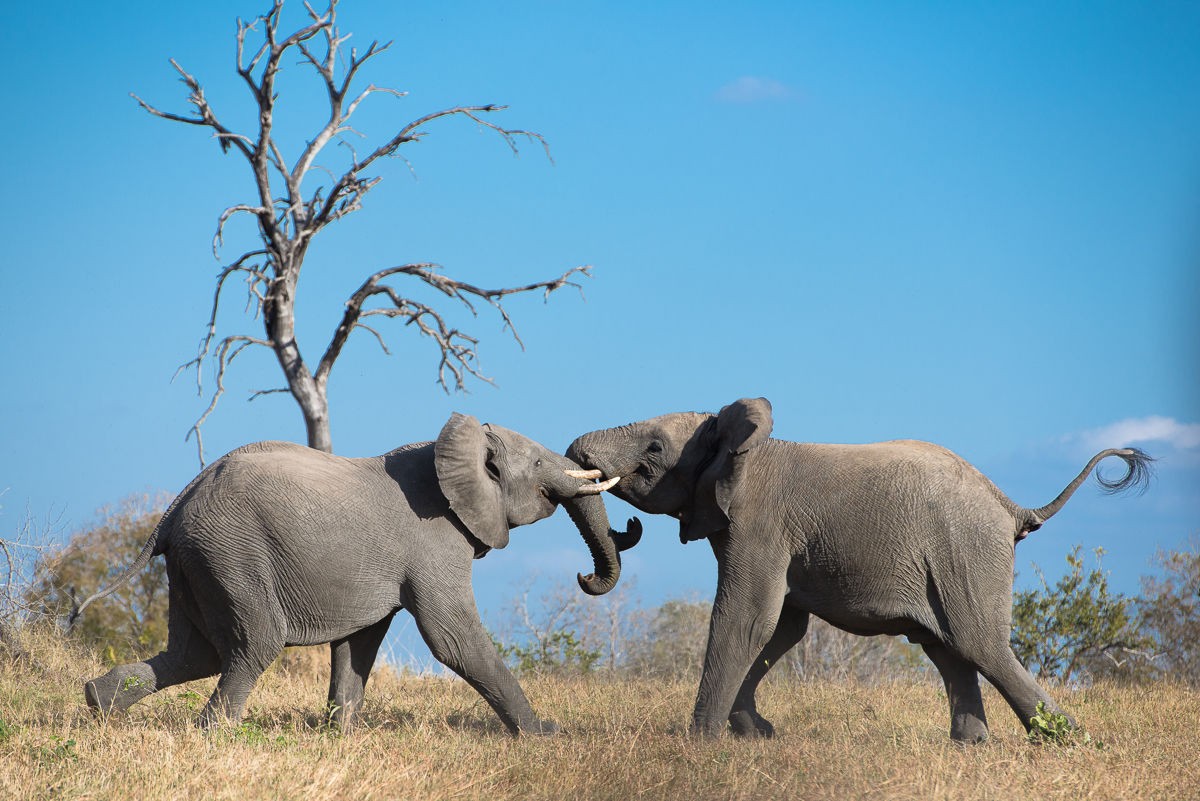 Sabi Sabi Selati Lodge 26