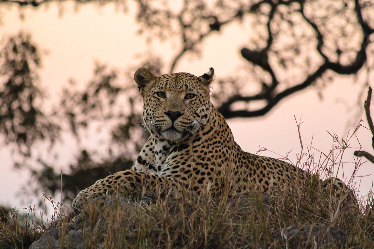 Sabi Sabi Selati Lodge 27