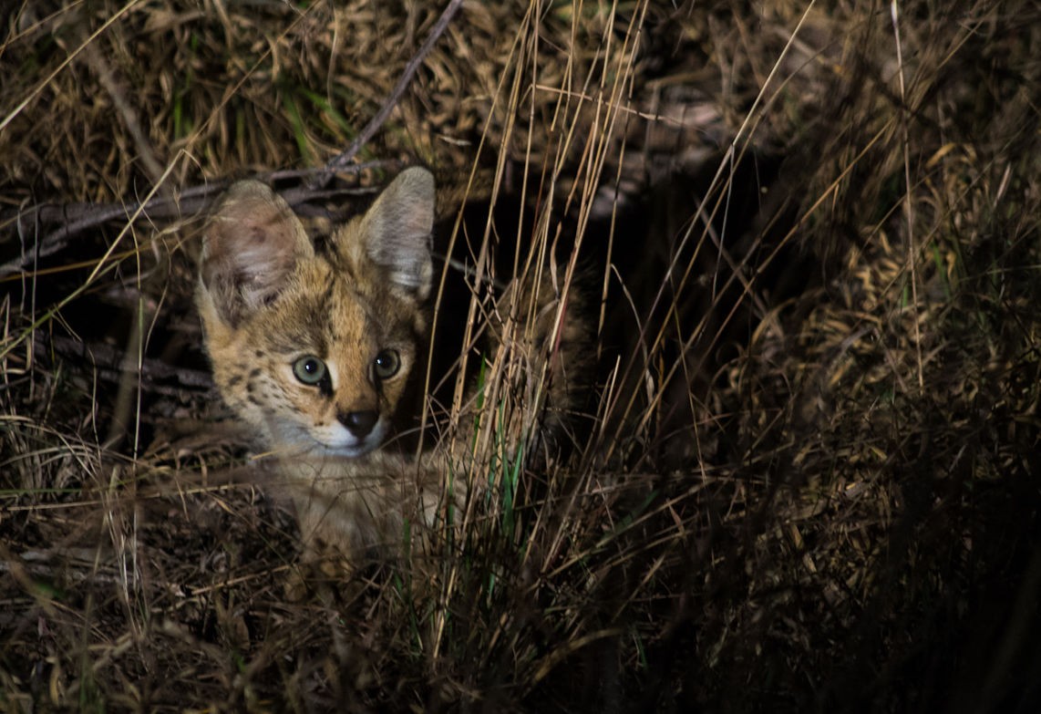 Sabi Sabi Selati Lodge 28
