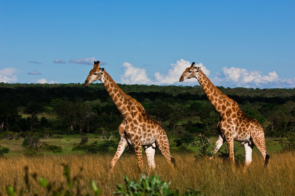 Sabi Sabi Selati Lodge 29