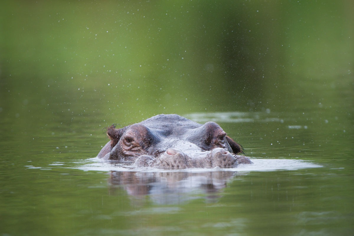 Sabi Sabi Selati Lodge 31