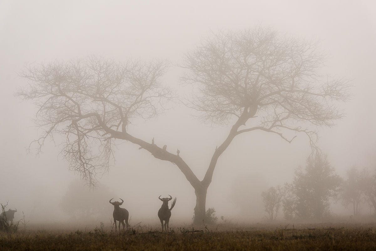Sabi Sabi Selati Lodge 32