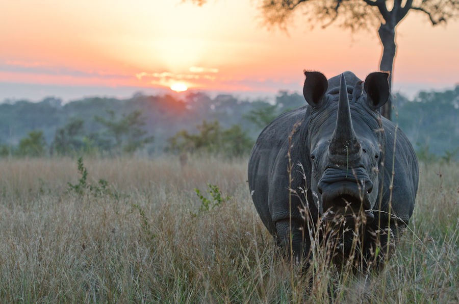 Sabi Sabi Selati Lodge 33