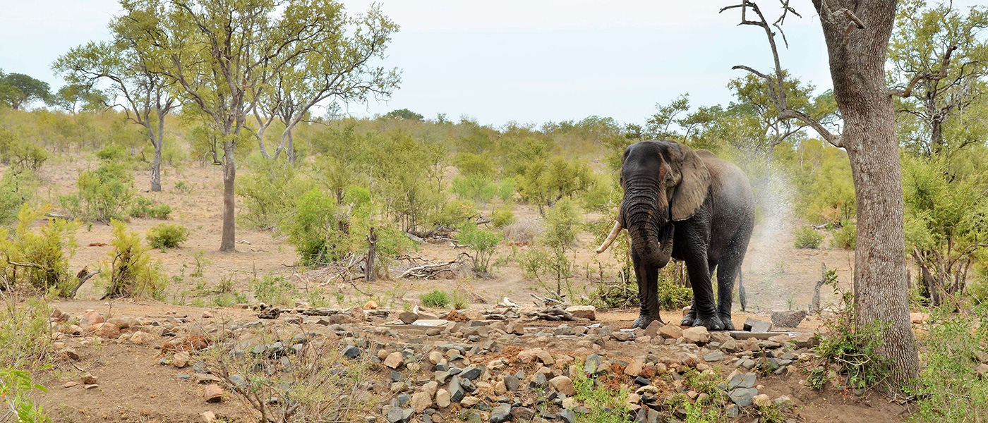 Safari Experience Hoyo Hoyo Safari Lodge Kruger Park
