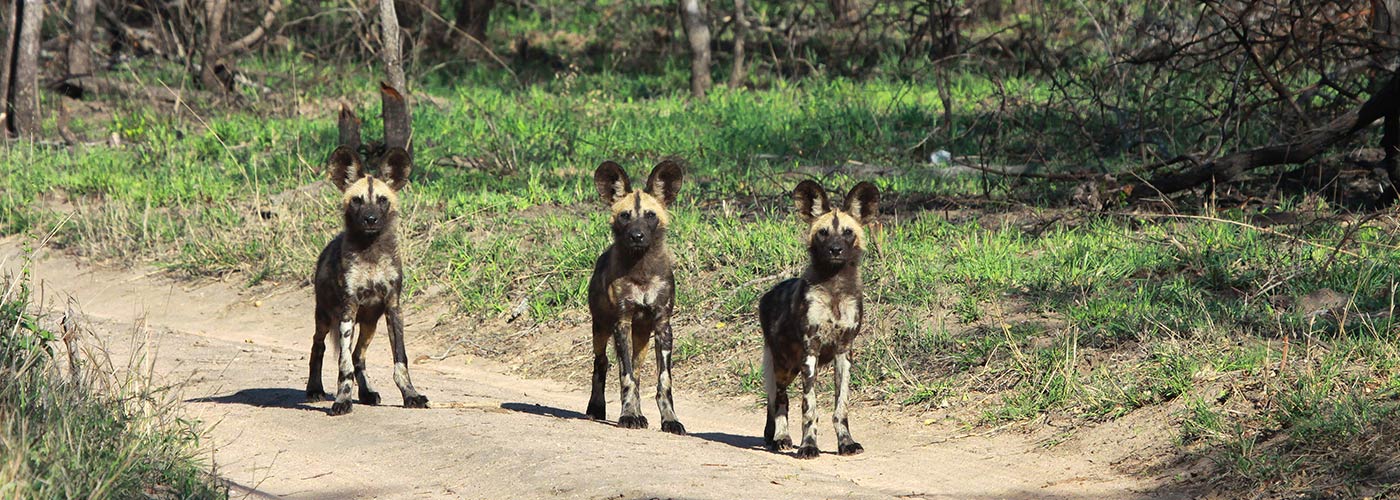 Safari Experience Hoyo Hoyo Safari Lodge Kruger Park1