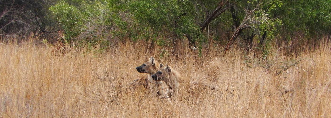 Safari Experience Hoyo Hoyo Safari Lodge Kruger Park3