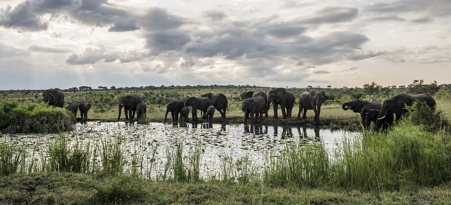 Savanna game reserve images SSL 116