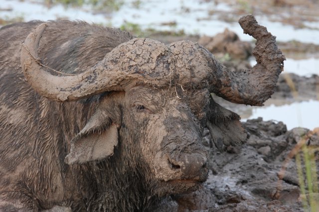 Savanna game reserve images SSL 25