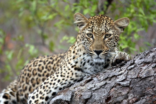 Savanna game reserve images SSL 29