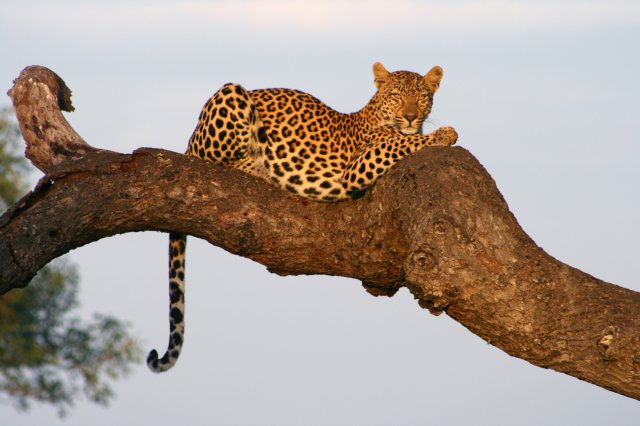 Savanna game reserve images SSL 3