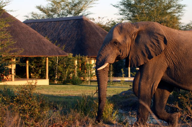 Savanna game reserve images SSL 34