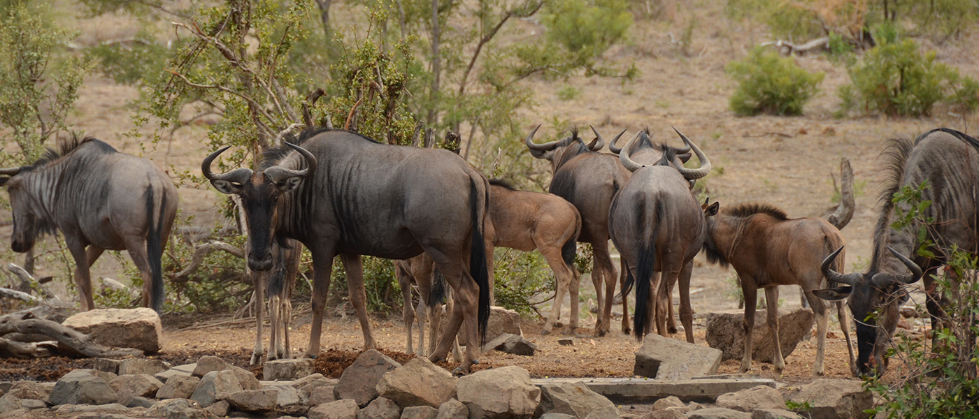 Welcome Hoyo Hoyo Safari Lodge Kruger Park2