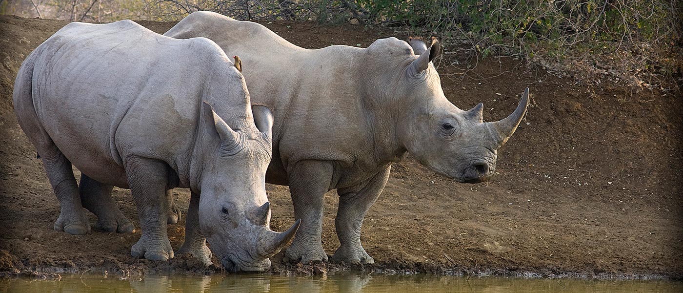 Welcome Hoyo Hoyo Safari Lodge Kruger Park6