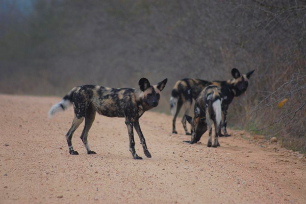 hamiltons luxury safari camp images 107