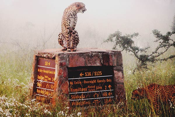 hamiltons luxury safari camp images 36