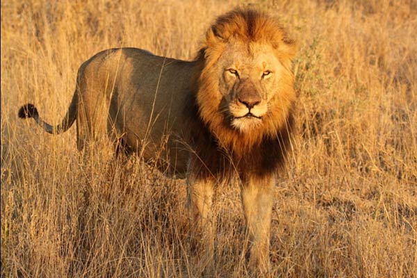 hamiltons luxury safari camp images 39