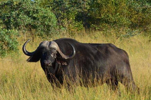 hamiltons luxury safari camp images 42