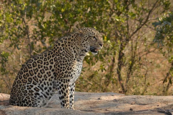 hamiltons luxury safari camp images 45