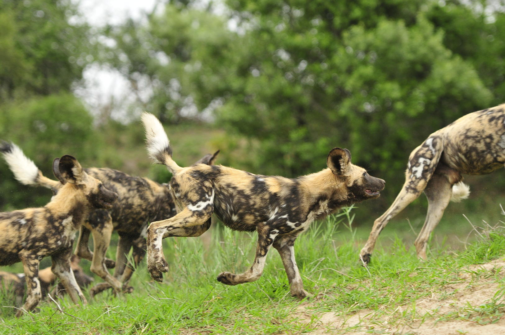 inyati game lodge reservations sabi sands lodges 50