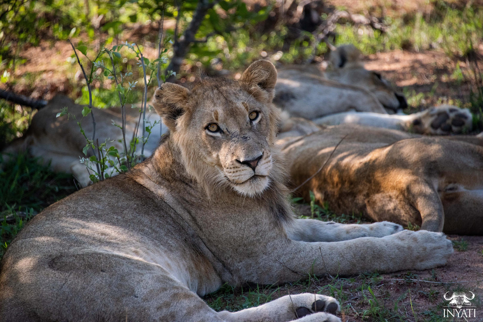 inyati game lodge reservations sabi sands lodges 61