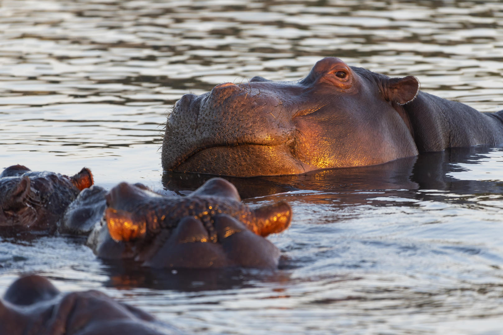inyati game lodge reservations sabi sands lodges 83