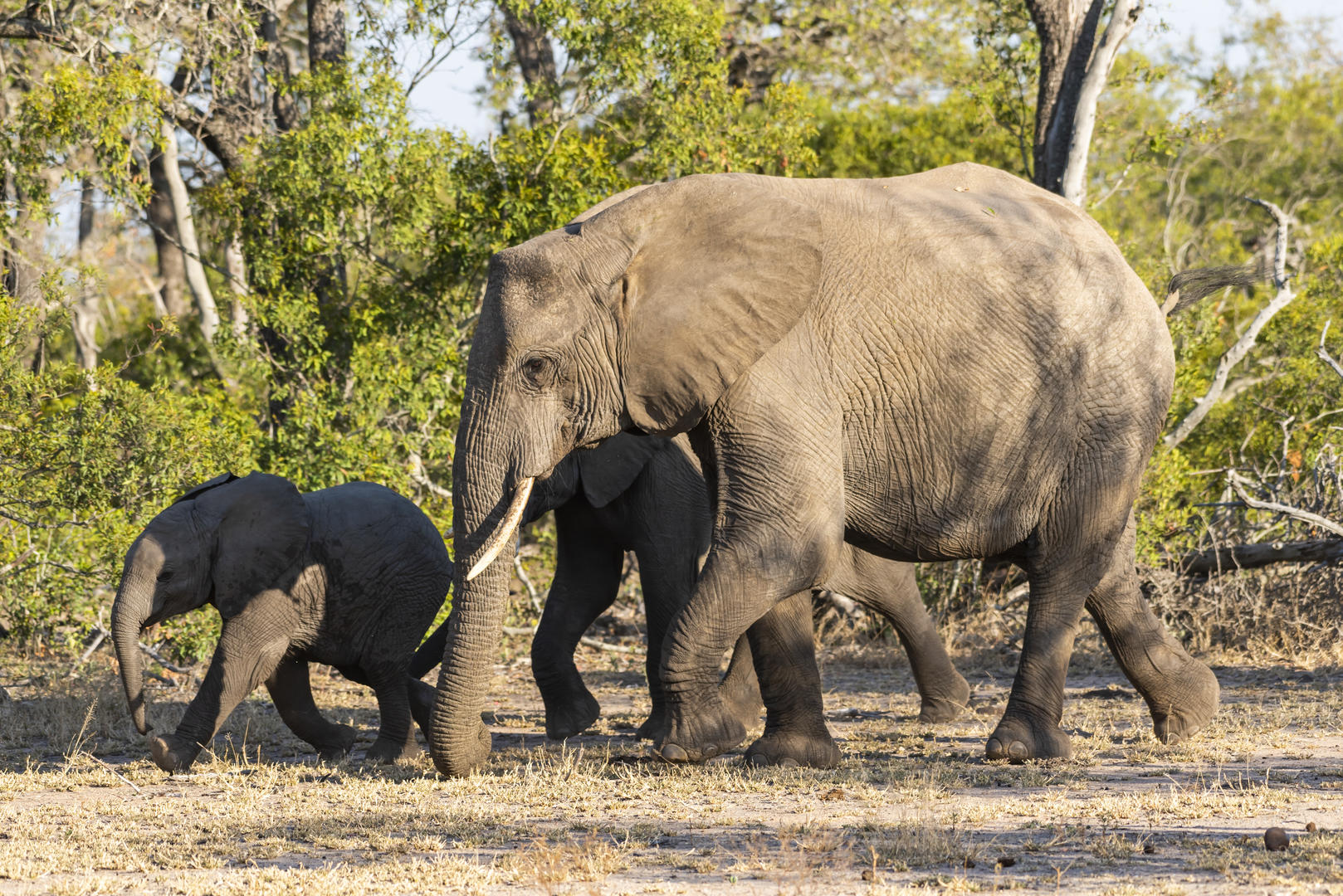 inyati game lodge reservations sabi sands lodges 9