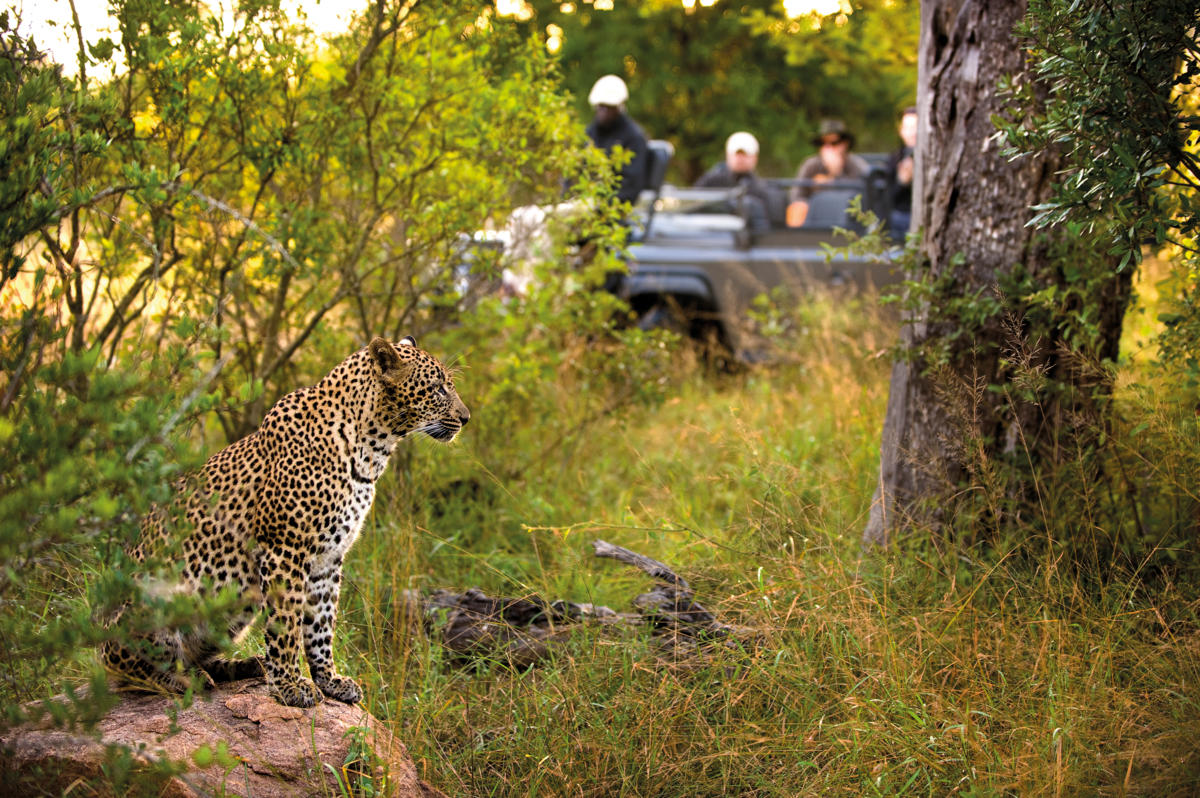 lion sands narina lodge kruger national park 42