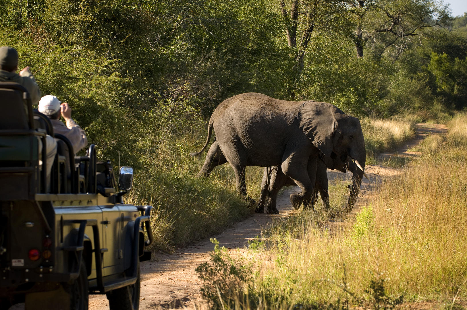 lion sands narina lodge kruger national park 6